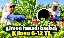Limon hasadı başladı: Kilosu 6-12 TL