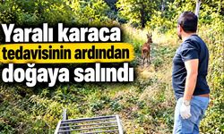 Yaralı karaca tedavisinin ardından doğaya salındı