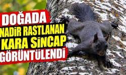 Doğada nadir rastlanan kara sincap görüntülendi