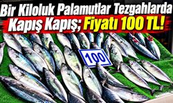 Bir Kiloluk Palamutlar Tezgahlarda Kapış Kapış; Fiyatı 100 TL!