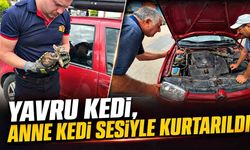 Otomobilin motoruna yavru kedi girdi, telefondan açılan anne kedi sesiyle kurtarıldı