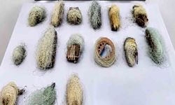 Bolu'da 22,5 metre kaçak ağ ele geçirildi
