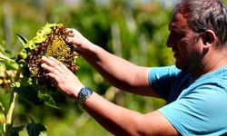 Bolu’da asırlık ata tohumlarında hasat zamanı
