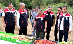 Bolu'da doğadan toplanan orman meyveleri gelir kapısı oldu