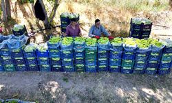 86 yaşındaki adam yetiştirdiği biberlerle bölgenin ihtiyacını karşılıyor