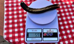 En ağır keçiboynuzu için yarıştılar: Birinci 59 gram
