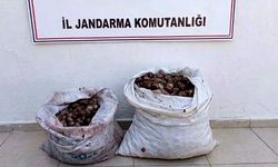 Kaçak salyangoz operasyonu: 60 kilo doğaya bırakıldı