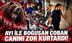 Yaylada ayı saldırdı: Yaralı helikopterle hastaneye taşındı