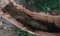 Bingöl’de ağaç kovuğundan kilo kilo bal çıktı