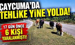 Çaycumada Tehlike Yine Yolda! 17 Gün Önce 6 Kişi Yaralanmıştı!