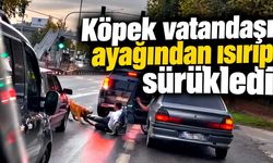 Köpek vatandaşı ayağından ısırıp sürükledi