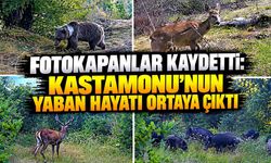 Kastamonu’da yaban hayatı fotokapanlara böyle yansıdı