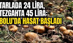Tarlada 24 lira, tezgahta 45 lira: Bolu’da hasat başladı