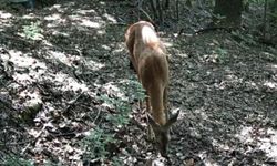 Bolu ormanlarının gizli sakinleri fotokapana yakalandı