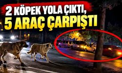 Köpeklere çarpmamak isterken kaza yaptılar; 5 araç çarpıştı