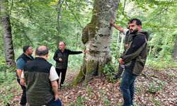 Sipahidağ’da yangının izleri siliniyor: 280 bin fidan dikilecek