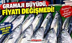 Zonguldak Tezgahlarında Palamut Bereketi: Gramajı Büyüdü, Fiyatı Değişmedi!