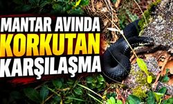 Hendek’te mantar avında korkutan karşılaşma