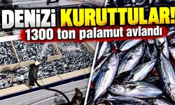 Denizi Kuruttular! 1300 Ton Palamut Avlandı