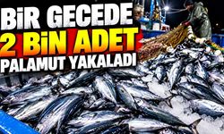 Bir gecede 2 bin adet palamut yakaladı