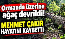 Üzerine ağaç devrilen şahıs hayatını kaybetti
