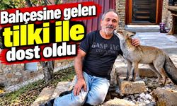 Bahçesine gelen tilki ile dost oldu