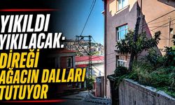 Yıkıldı yıkılacak: Direği ağacın dalları tutuyor