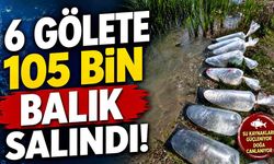 Karabük’te göletlere balık bereketi: 105 bin yavru salındı