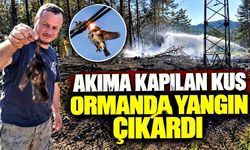 Akıma kapılan kuş ormanda yangına neden oldu