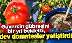 Ata tohumu ve güvercin gübresiyle dev domatesler yetiştirdiler