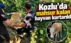 Kozlu’da kanala düşen hayvan kurtarıldı