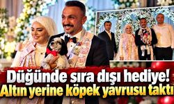 Düğünde sıra dışı hediye! Altın yerine köpek yavrusu taktı
