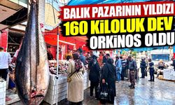 2 metrelik dev orkinos tezgâha çıktı, saatler içinde tükendi