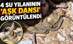 4 su yılanının “aşk dansı” görüntülendi