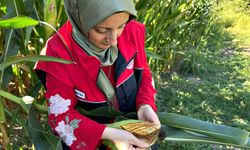 Düzce’de tarım ürünleri sahada yakından izleniyor