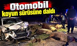 Gaziantep’te gece faciası: Otomobil sürünün arasına daldı