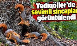Yedigöller'de sevimli sincaplar görüntülendi