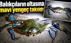 Balıkçıların oltasına mavi yengeç takıldı