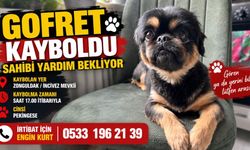 Zonguldak’ta Gofret isimli köpek aranıyor