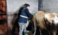 Yığılca’da büyükbaş hayvanlara şap ve bruselloz aşısı