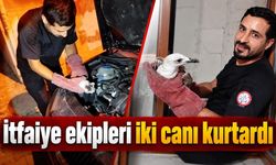 Devrek itfaiyesinden martı ve kedi operasyonu