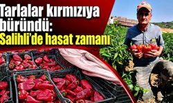 Tarlalar kırmızıya büründü: Salihli’de hasat zamanı