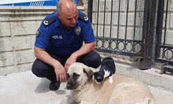 Köpeği annesi sanan kedi şaşırtıyor