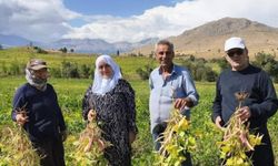 Coğrafi işaretli kuru fasulye hasadı başladı
