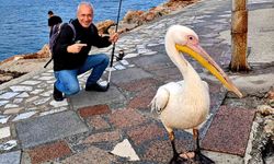 Bandırma mendireğinde pelikan sürprizi