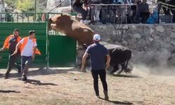 Rakibinden kaçan 600 kiloluk boğa olimpiyat sporcularına taş çıkardı