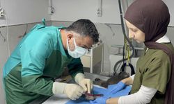8’inci kattan düşen kedi 4 günde yeniden yürüdü