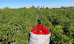 Tarlalardan sofralara acı yolculuk başladı