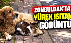 Zonguldak’ta yürek ısıtan görüntü