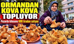 Ormandan kova kova topluyor, pazarda kilosunu 600 liradan satıyor